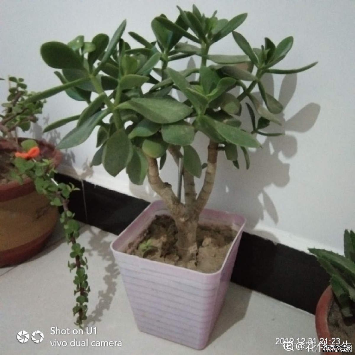 燕子掌要开花啦