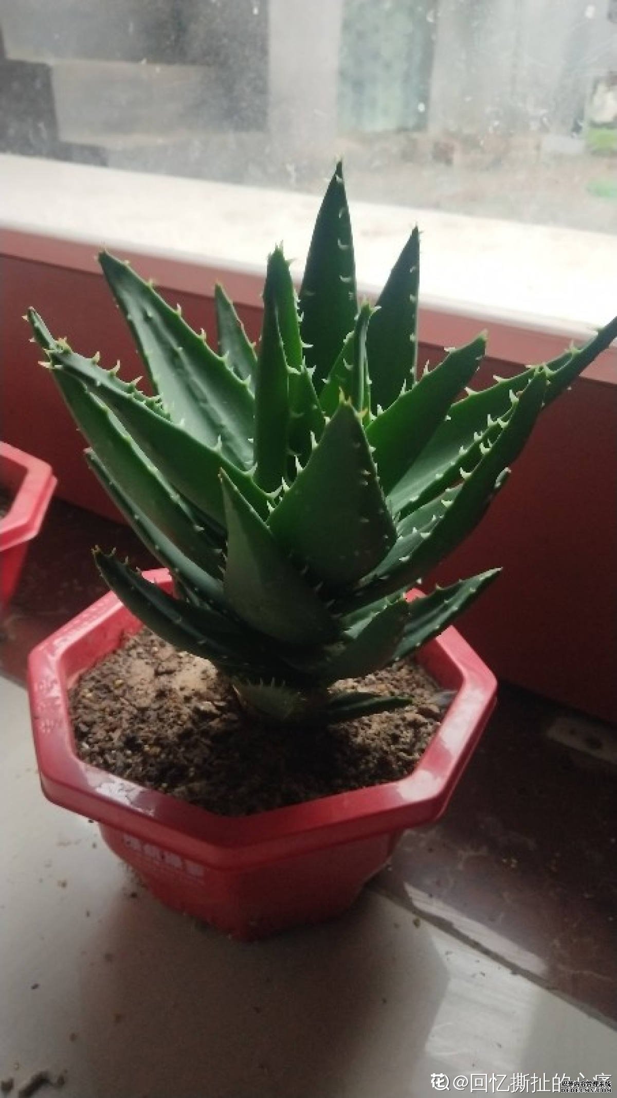 芦荟不夜城