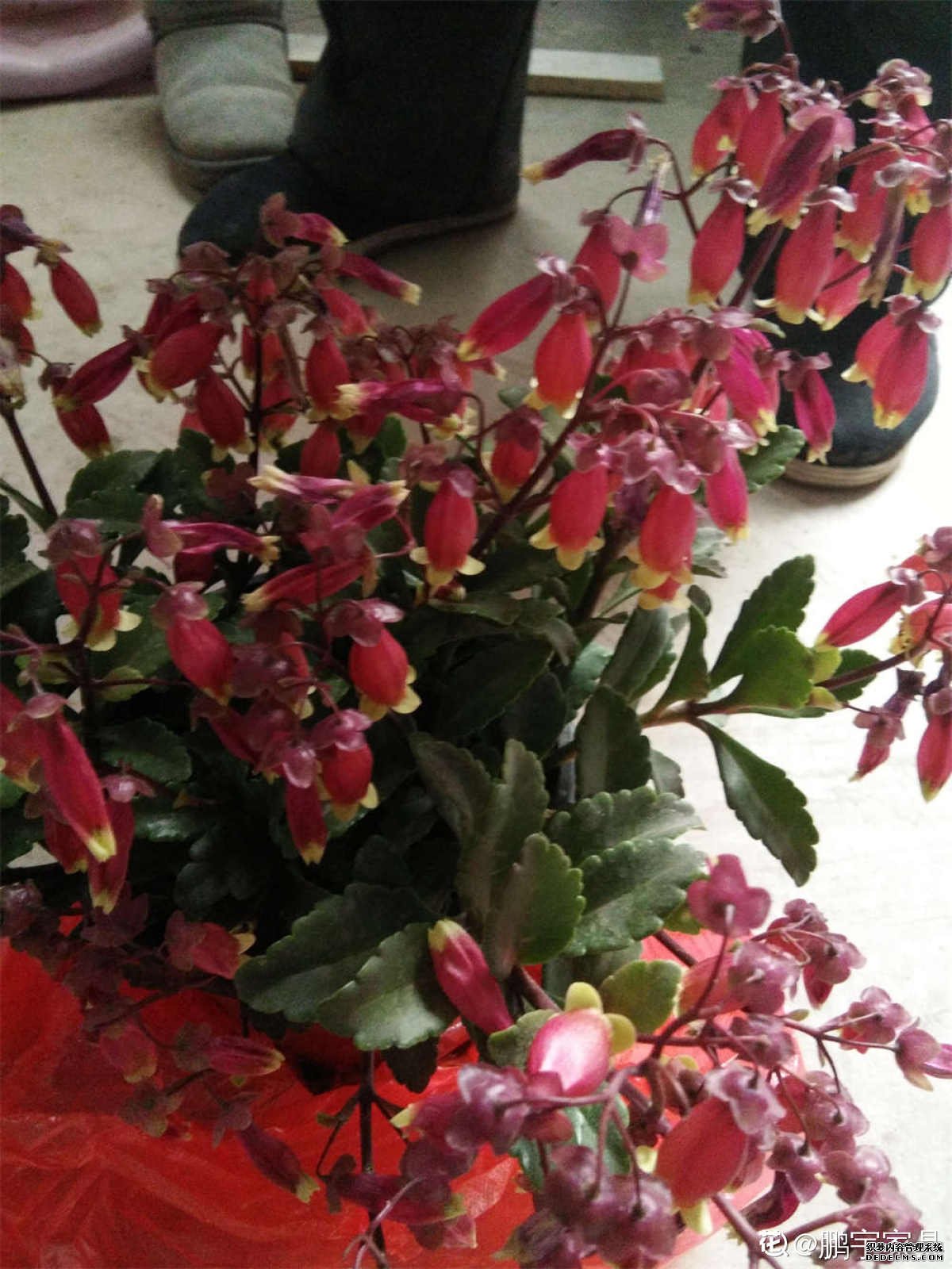 绿叶衬托下的宫灯长寿花