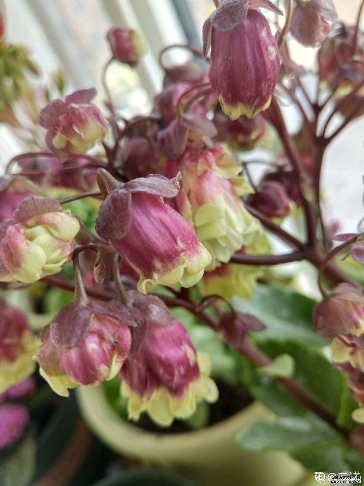 阳台上的宫灯长寿花