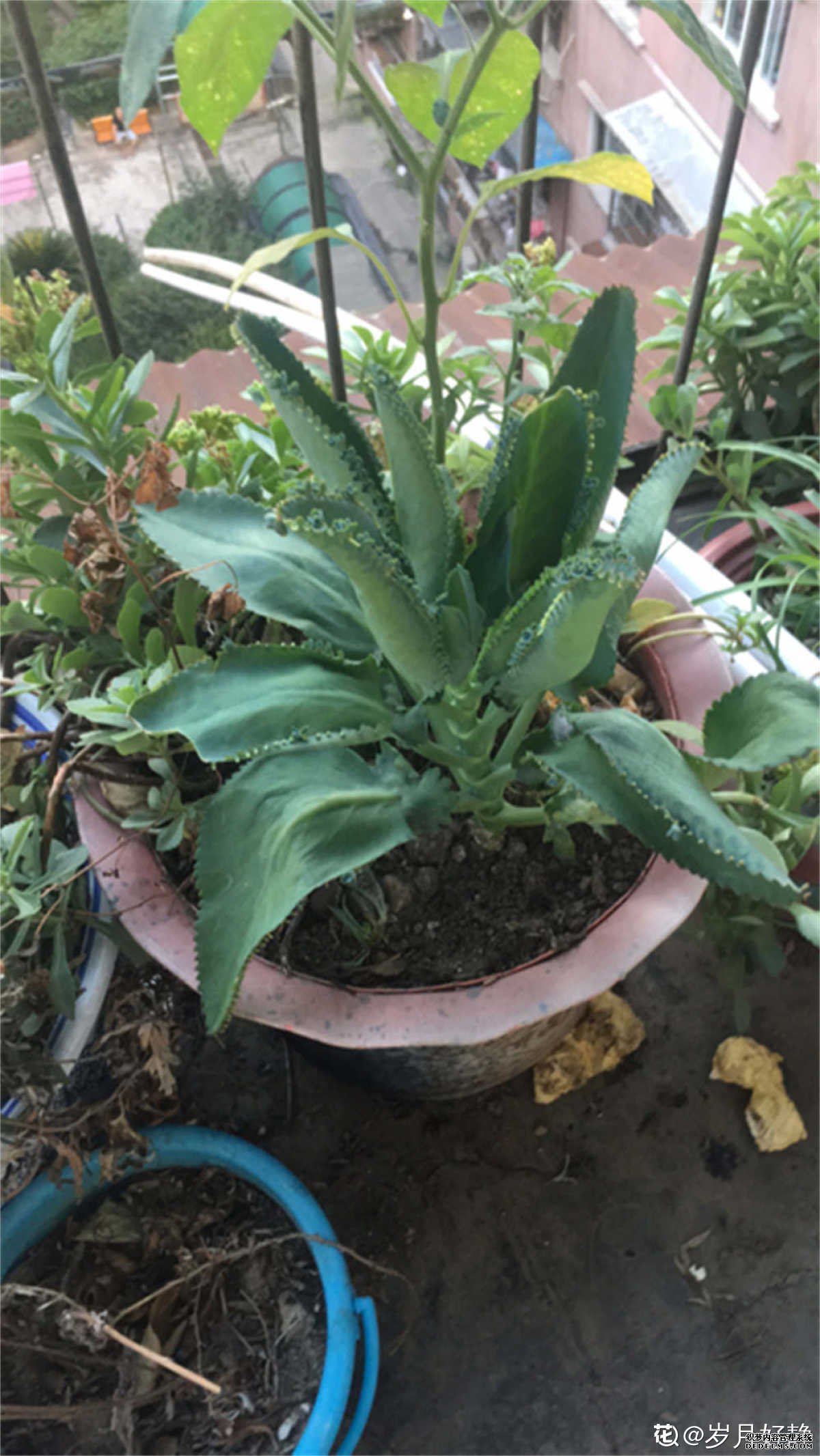 落地生根小芽长出来了