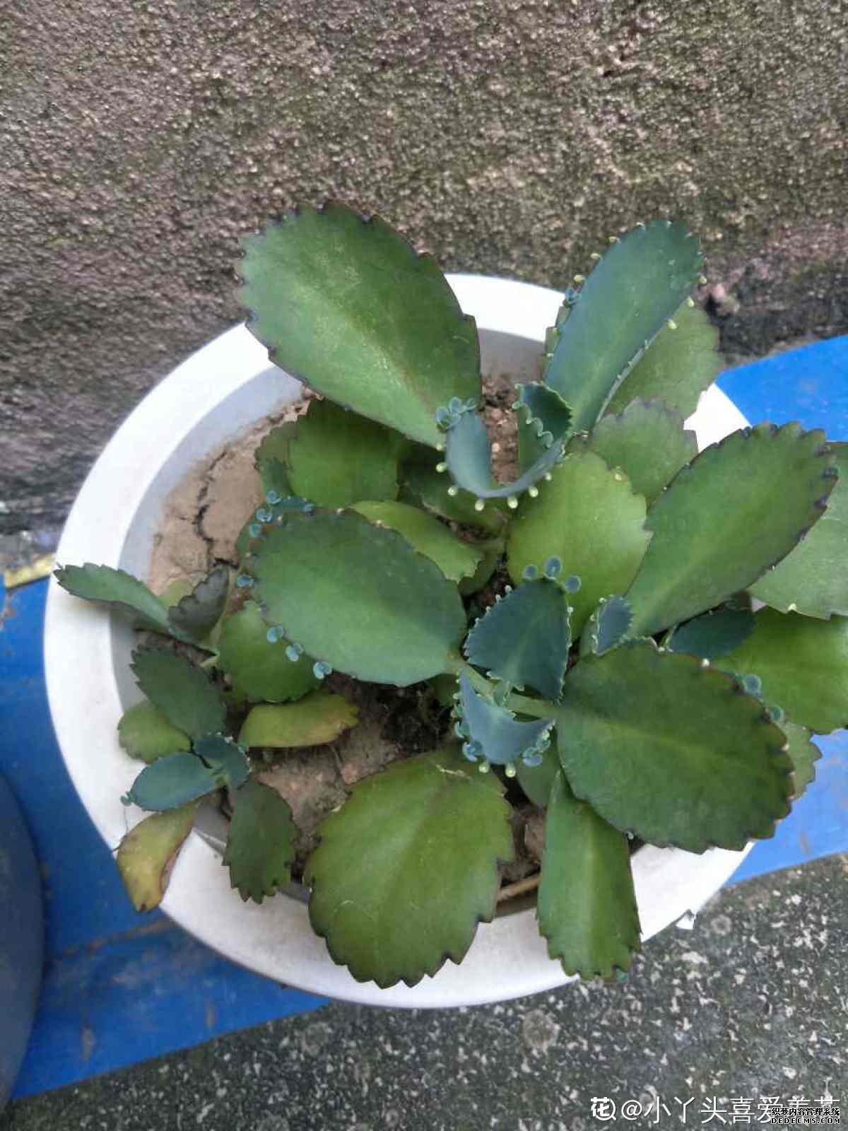 落地生根的小芽