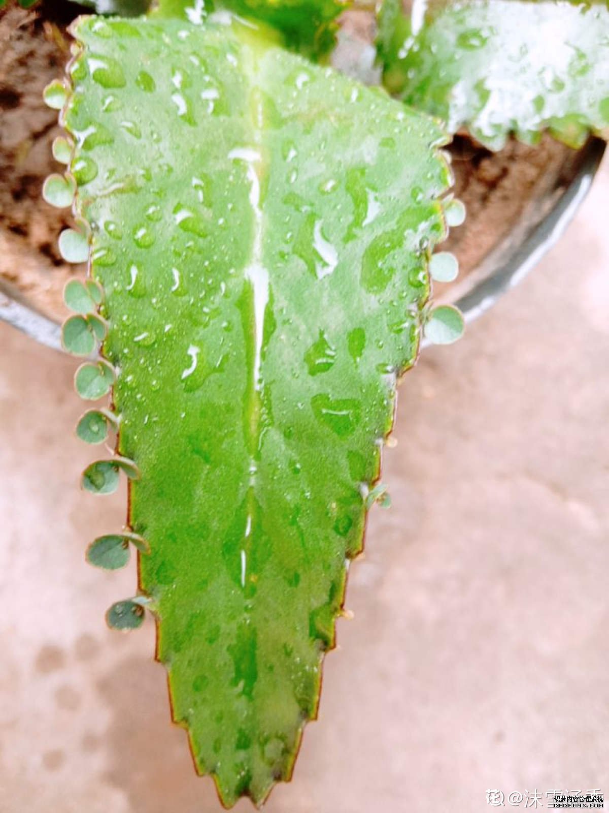 落地生根叶片上的小芽