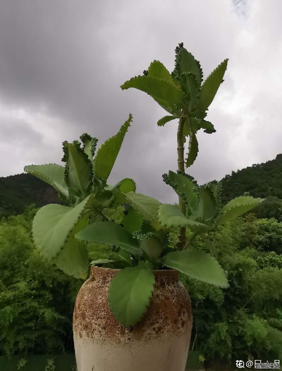 落地生根，生生不息