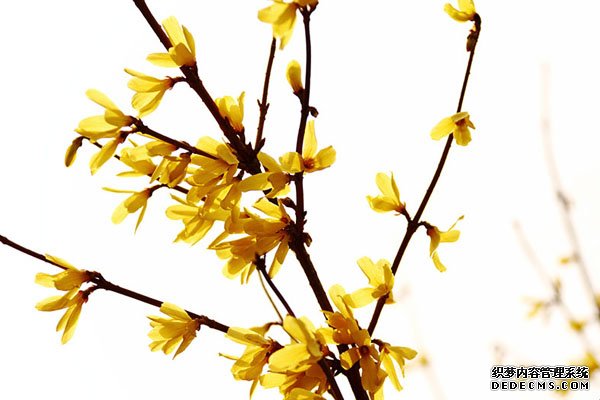 迎春花精美图片