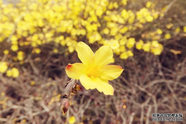 一朵迎春花