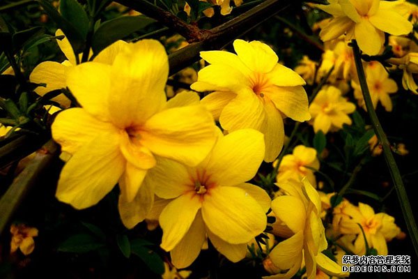 黄色迎春花