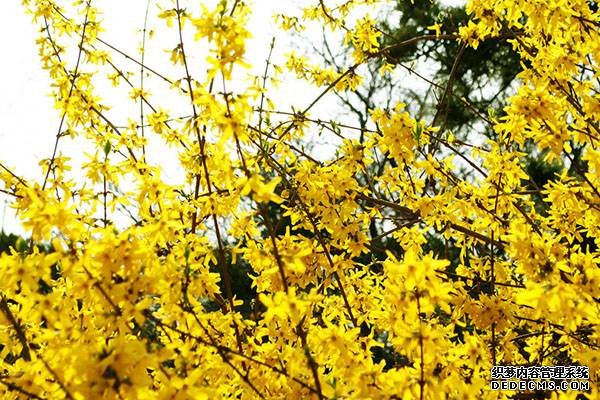 迎春花迎春绽放
