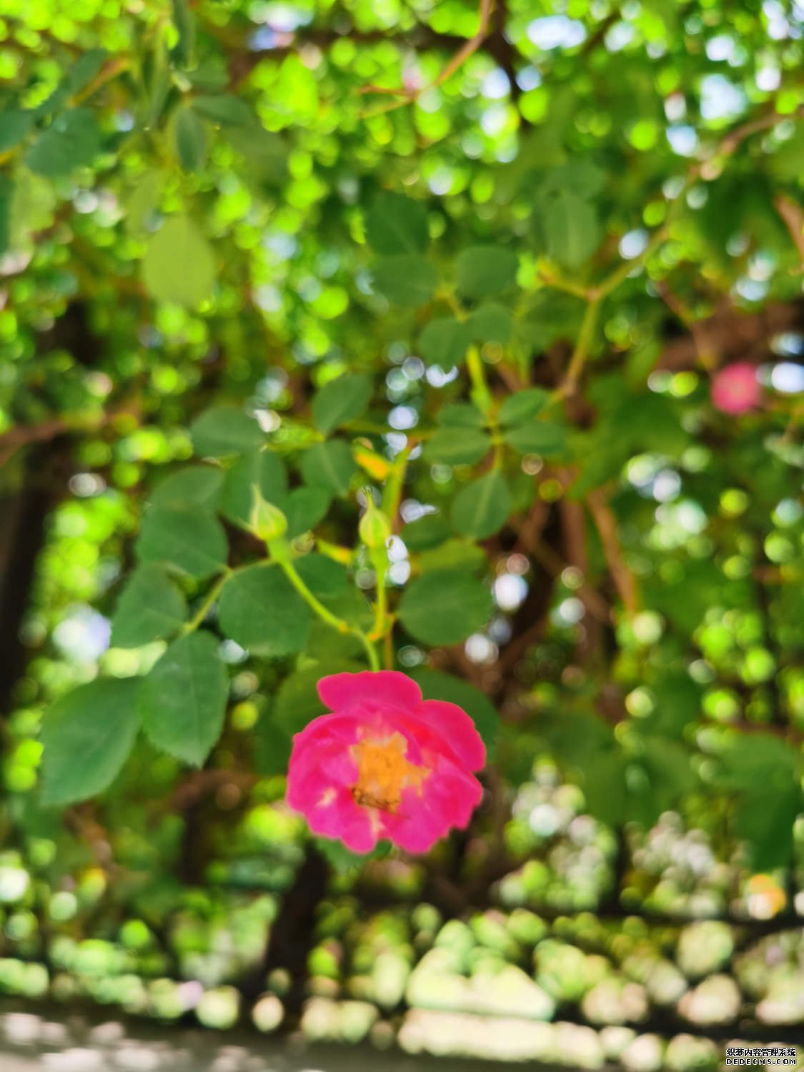 红色蔷薇花