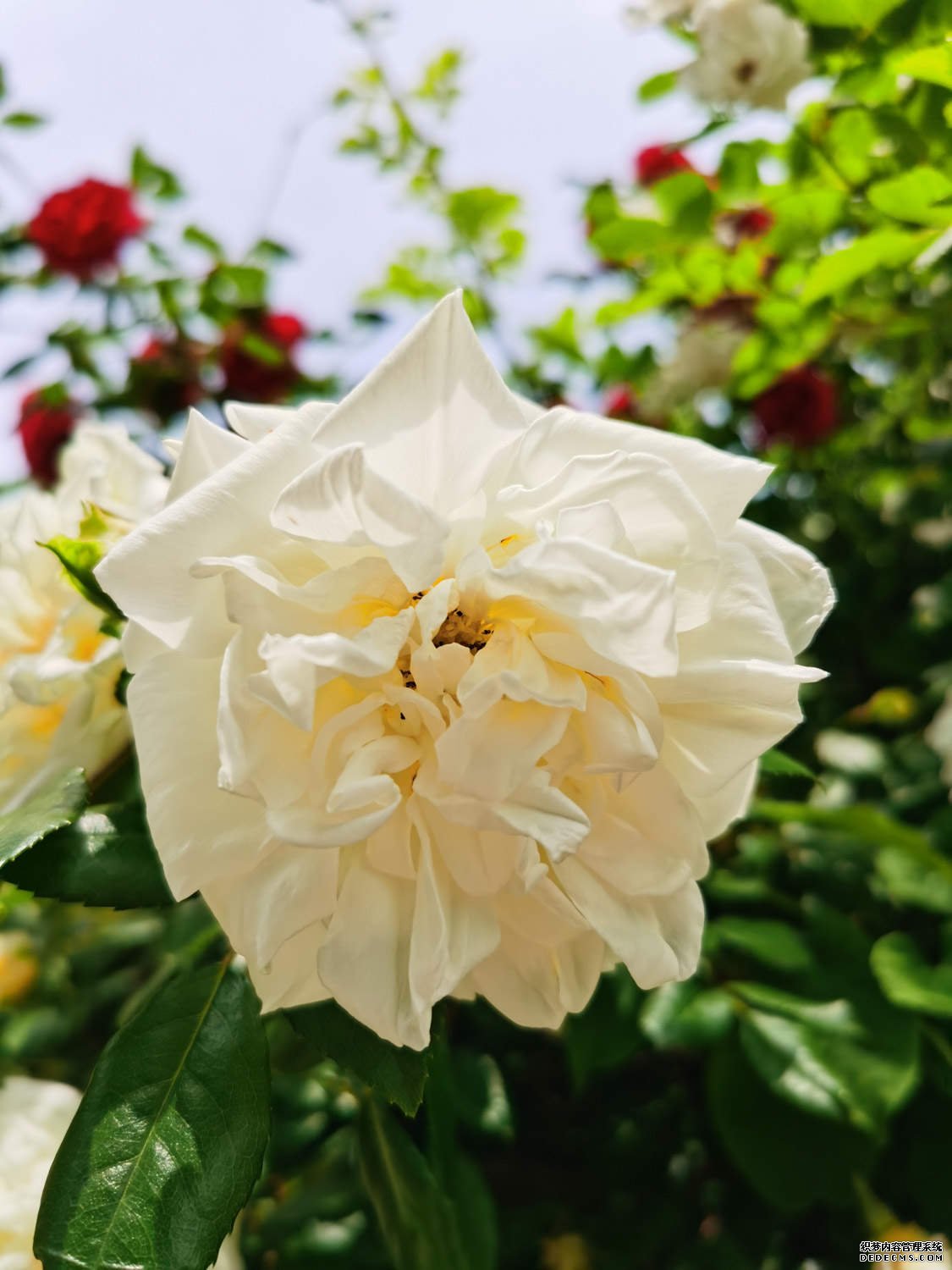 蔷薇花开朵朵浪漫