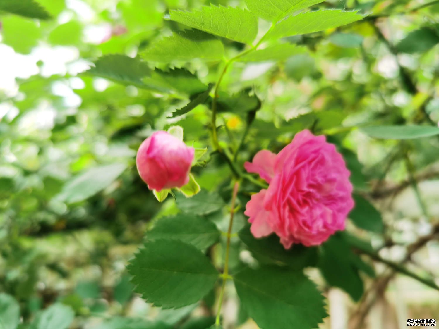 粉色蔷薇花
