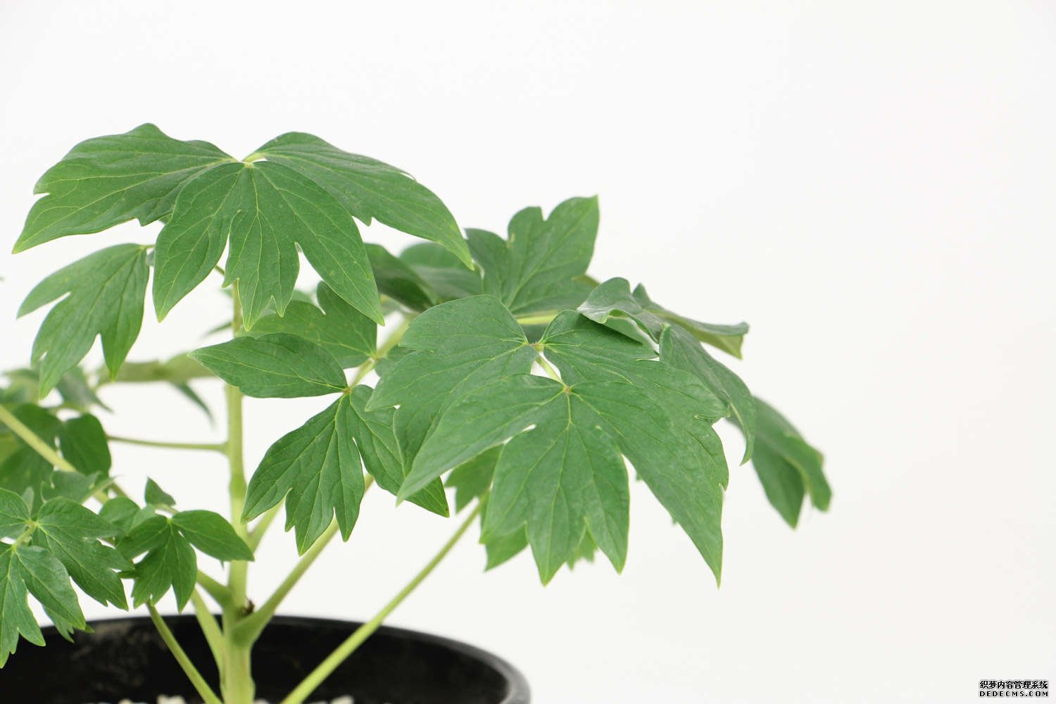 灵蜂飞舞忙寻蜜，待到红遍满园时 ——牡丹