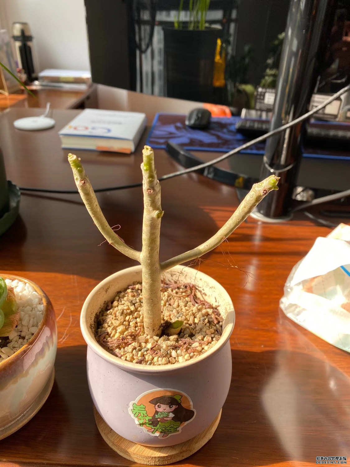 缀化的八千代