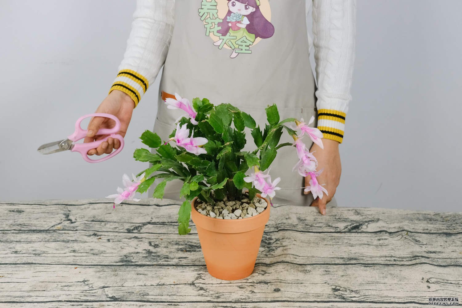 红色蟹爪兰