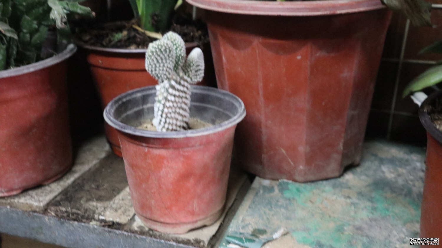 花朵似火的仙人掌