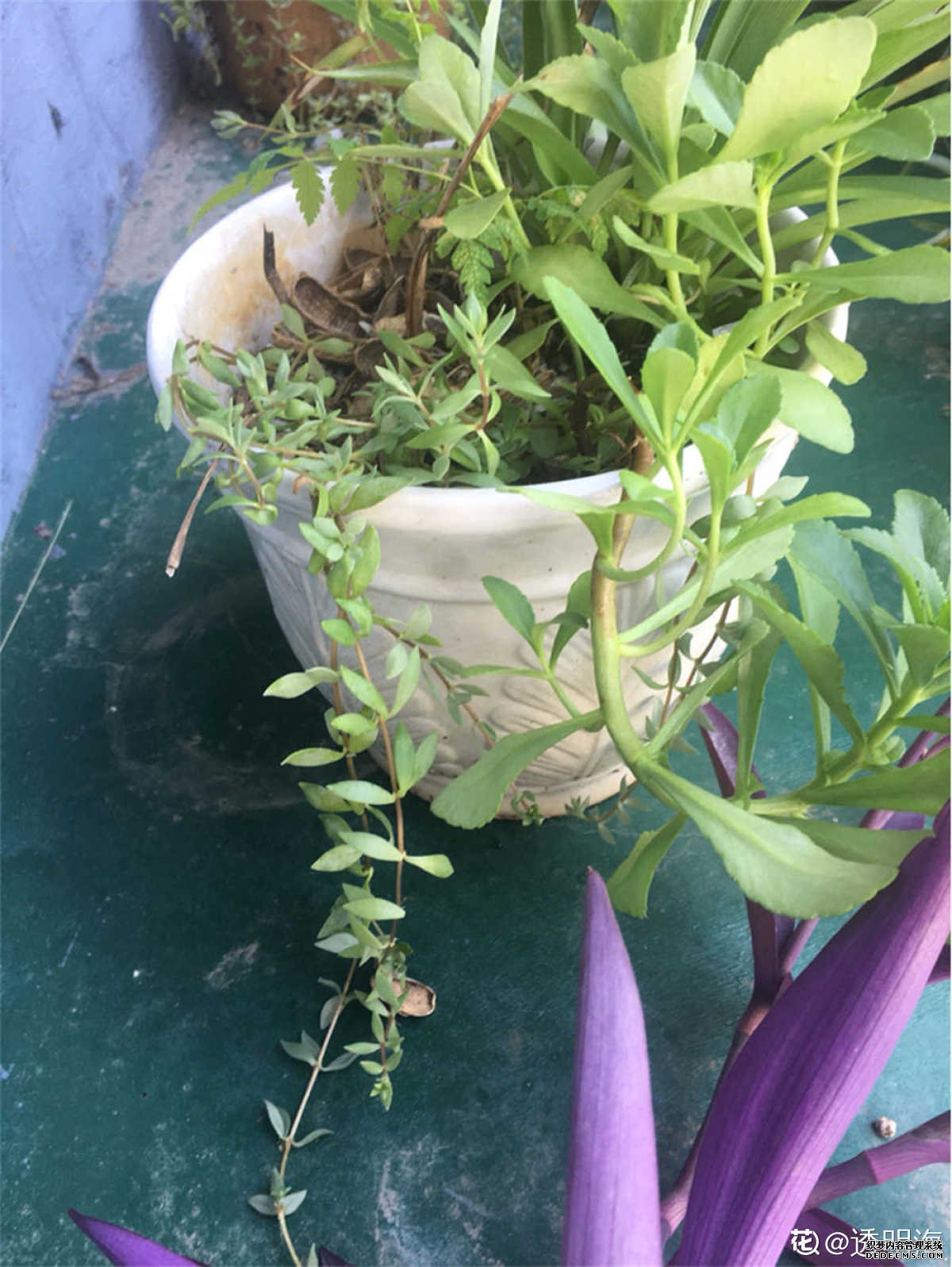 爆盆的垂盆草