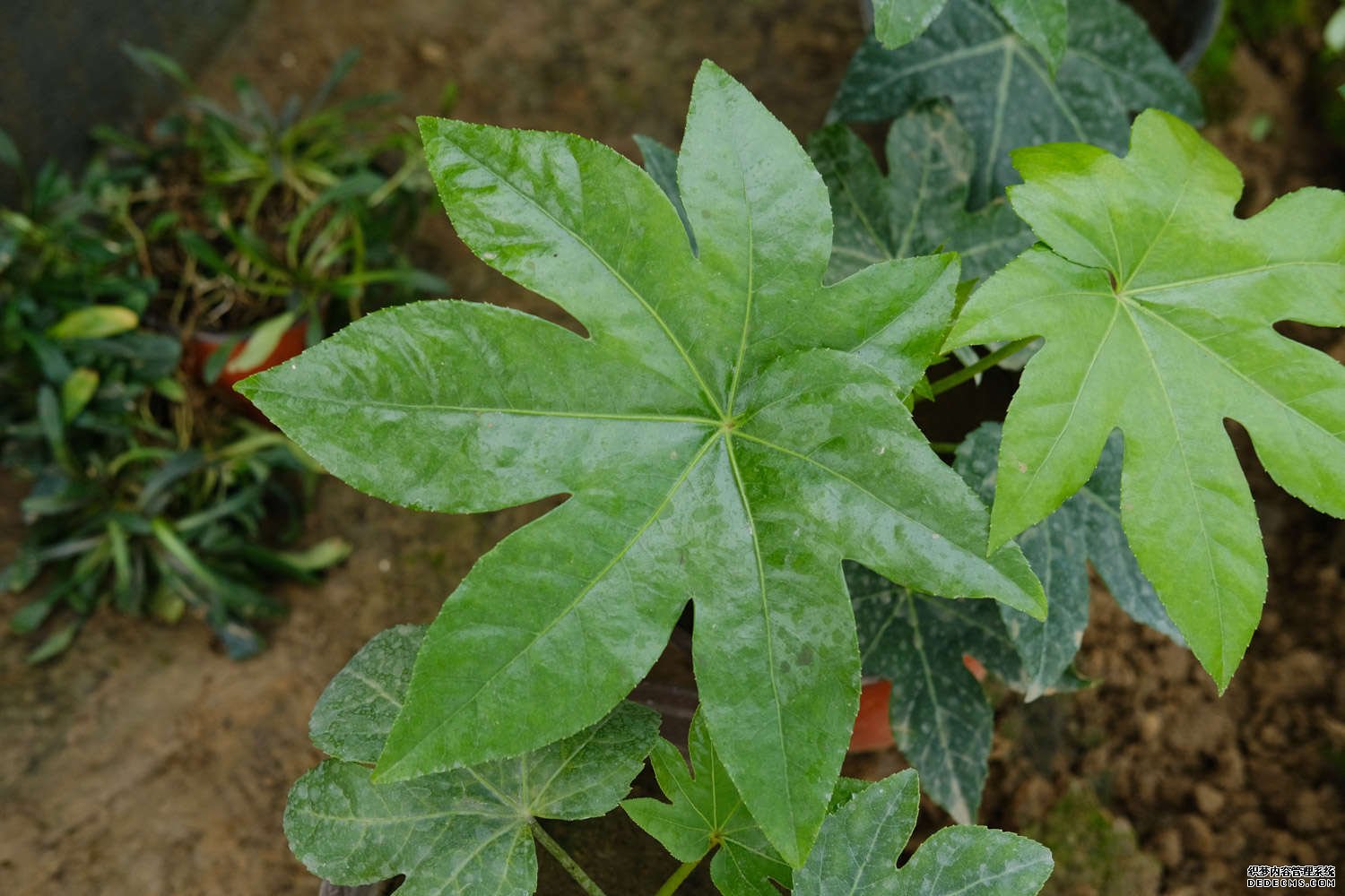 八角金盘开花