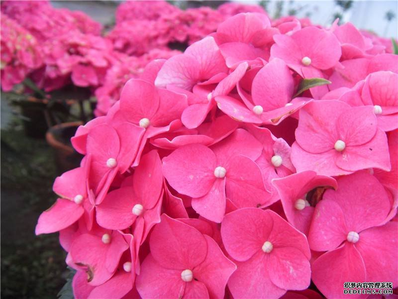 八仙花开放