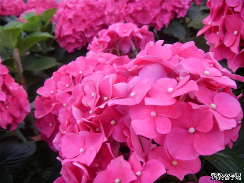 美丽的八仙花