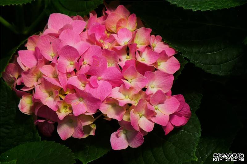 别样景色——八仙花开