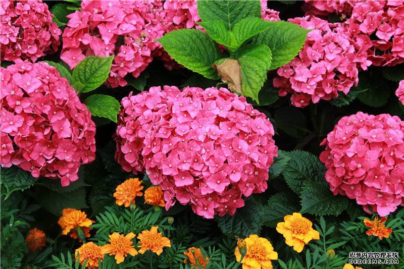 八仙花图片欣赏