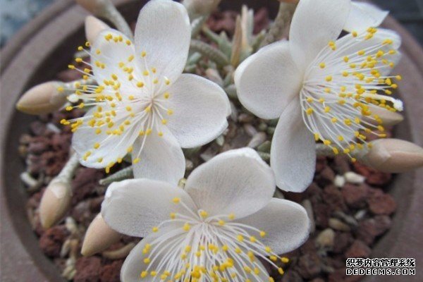白花韧锦
