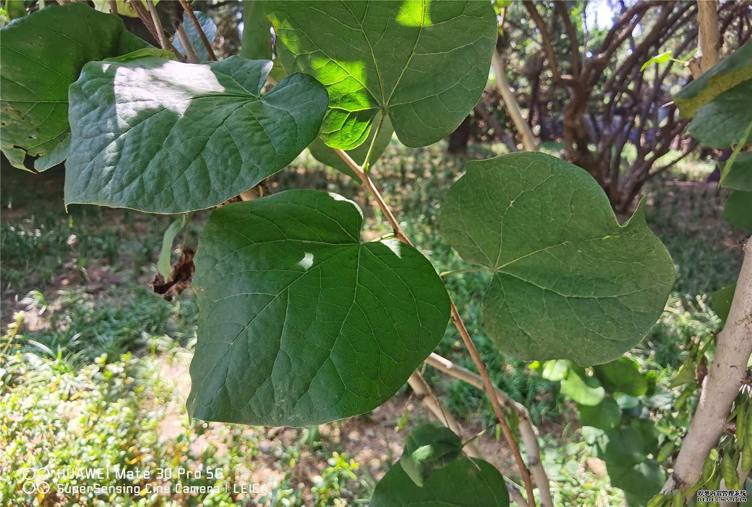 紫荆高清图片