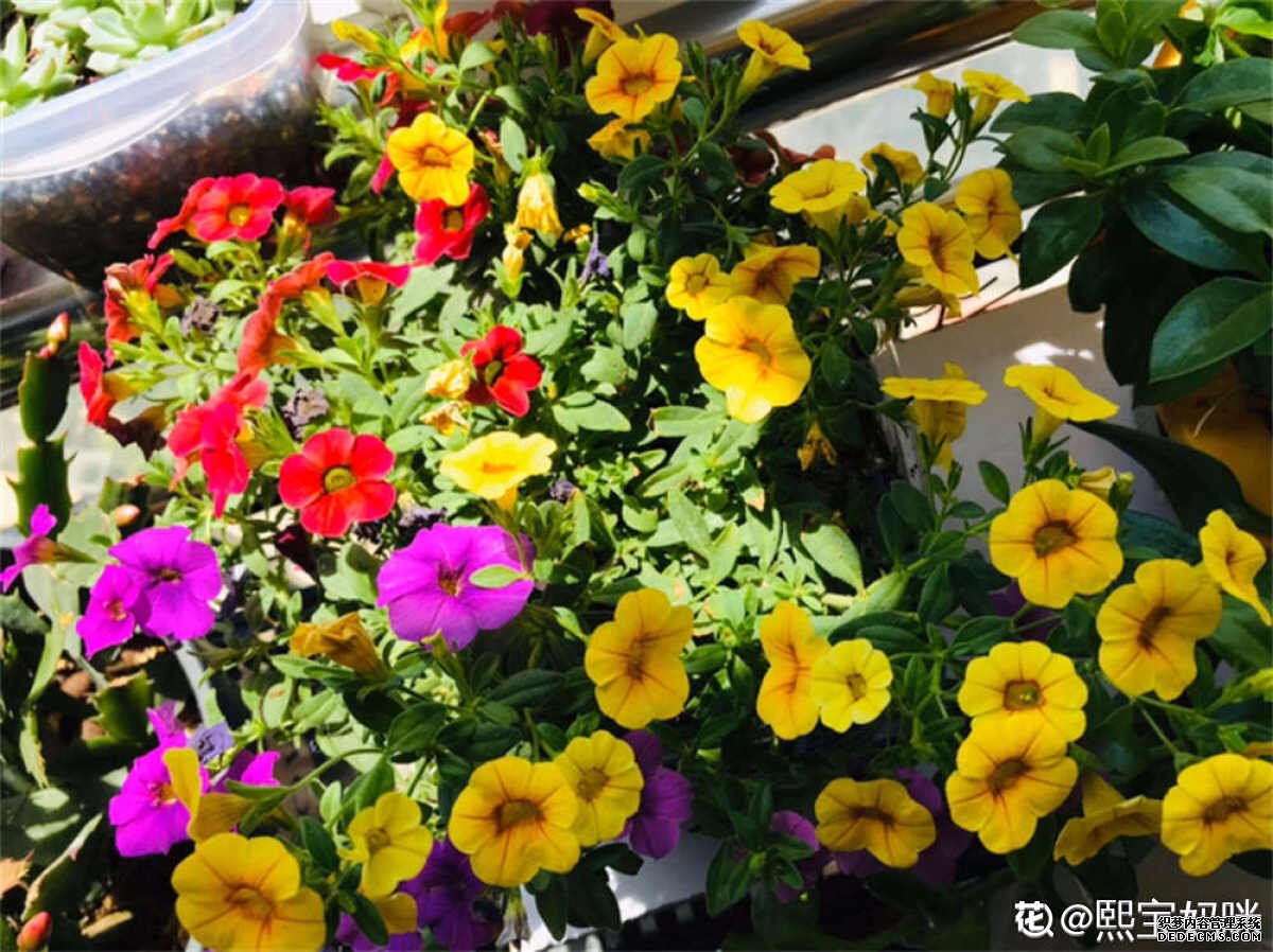 百万小玲图片