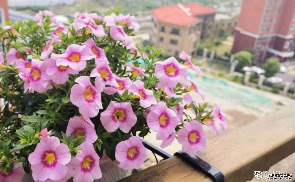 百万小玲美图