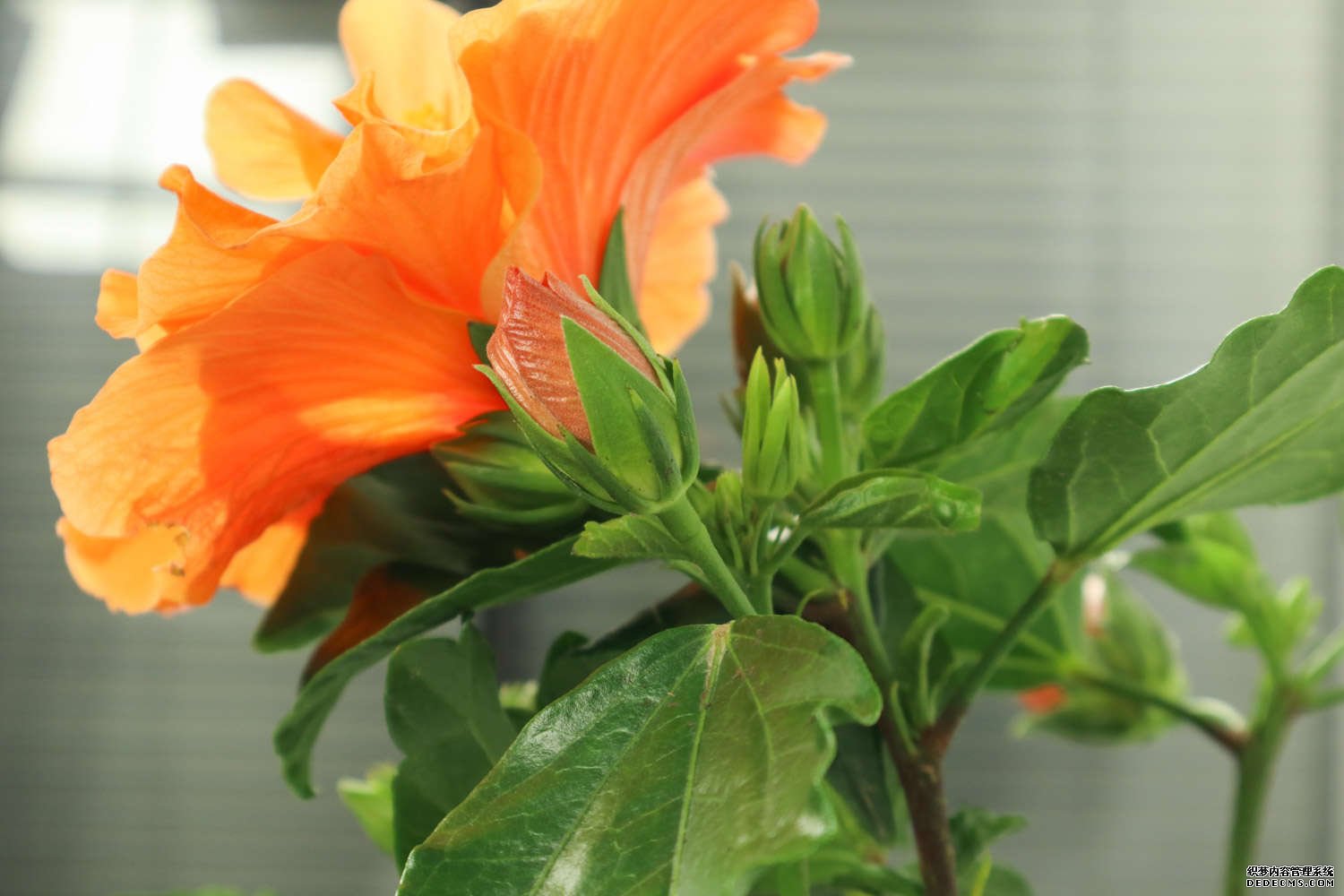 朱瑾花开