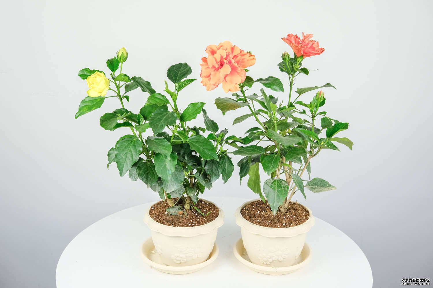 朱瑾花绽放