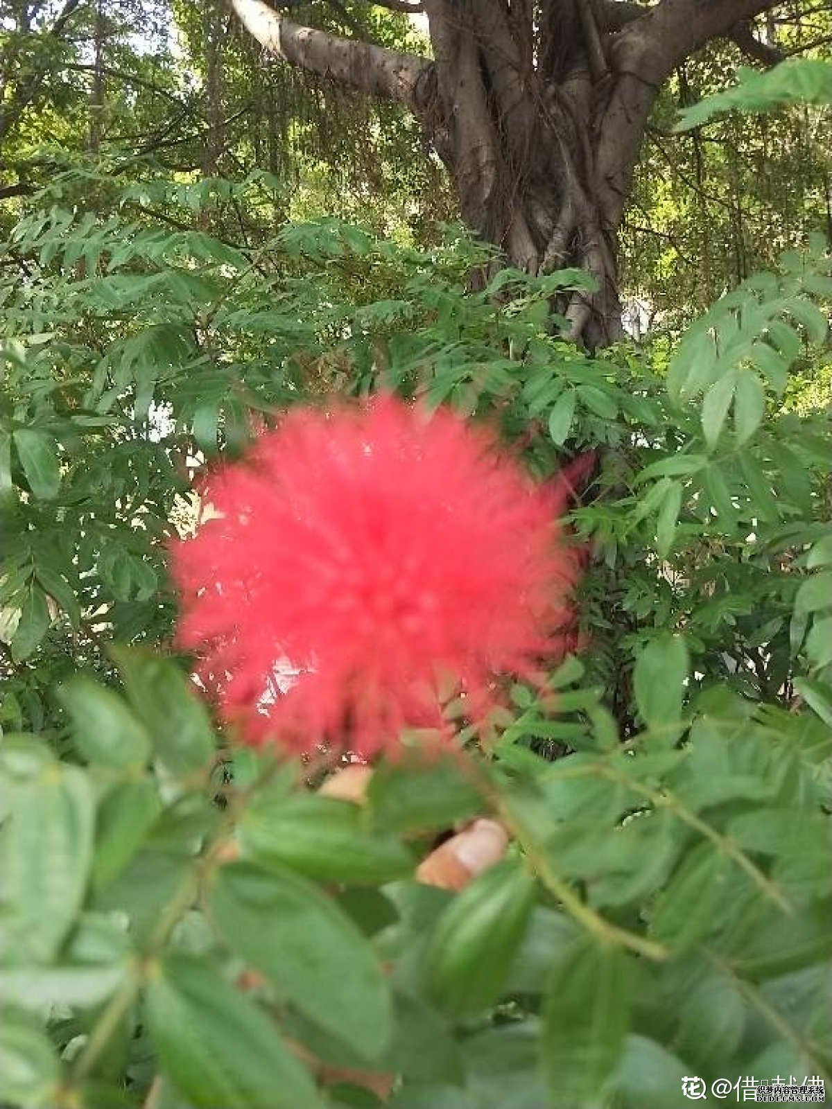 朱缨花
