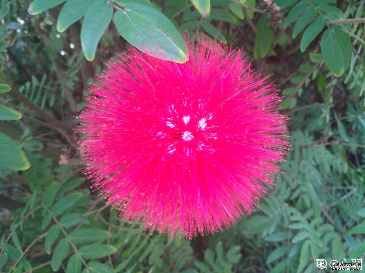 吃货眼中的朱缨花