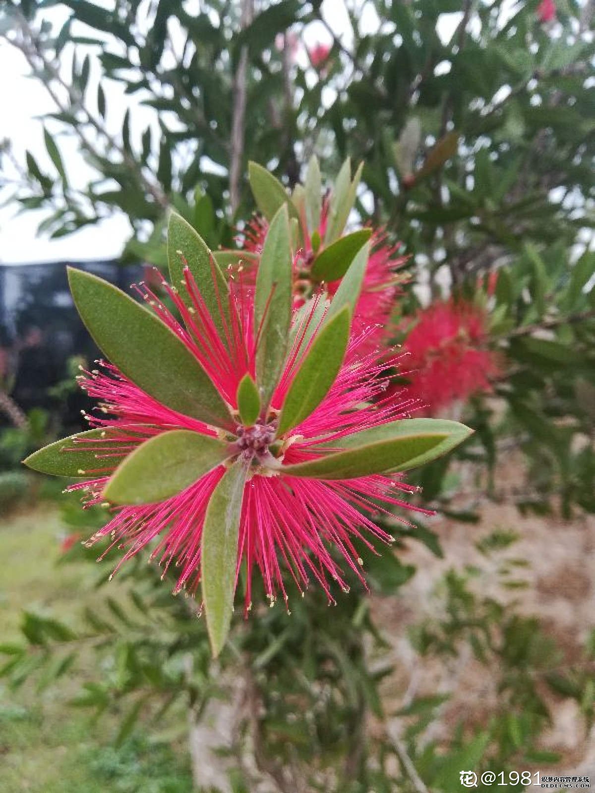 朱缨花图片