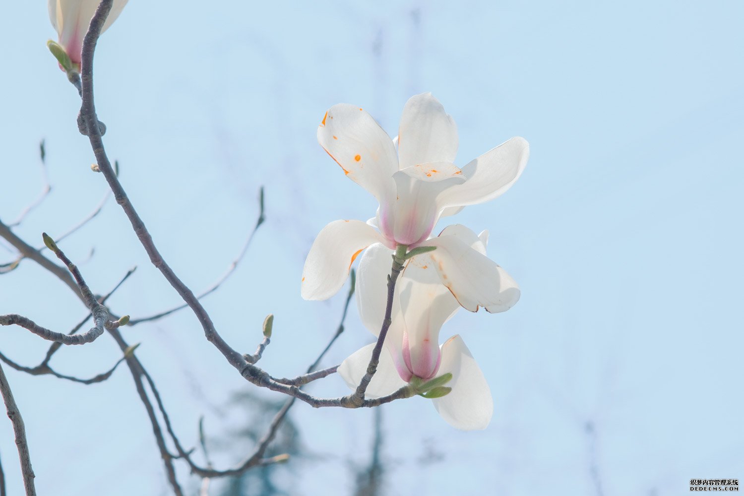 白玉兰开花