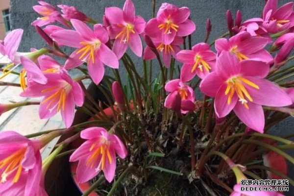 家里有这花，赶紧掐叶子、剃平头，剪完立马冒花苞！
