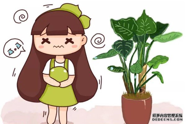 3种花，冬天不能乱浇水，一浇多就黄叶， 旱一旱才能长得旺！