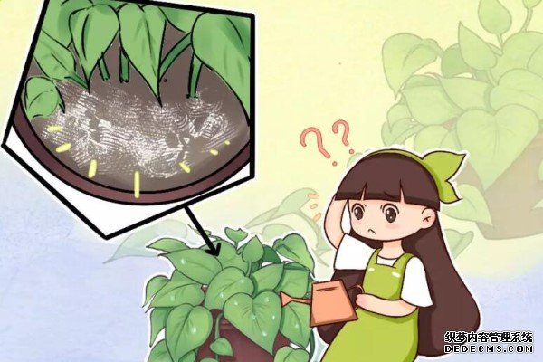 花盆里长了这个，赶紧断水，否则只剩空盆！