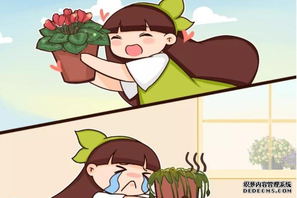 这么漂亮的花，从来没养活过，我恨！