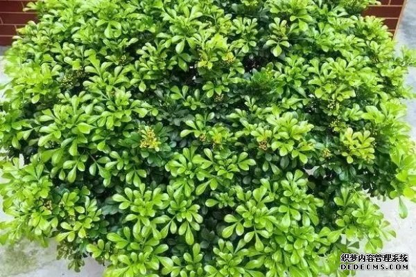 米兰春天这么养，疯狂冒新叶，开花香又多！