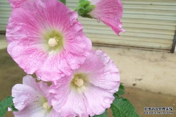 这6种花霸气镇宅，最爱养在大门口，30℃也能呼呼开！