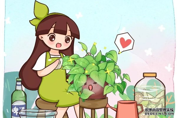 这花就是老酒鬼，5天喝一杯，叶子疯长花开爆！
