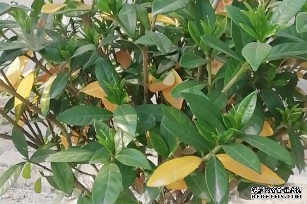 这花叶子一黄，再热也要剪光，严重还要换盆！