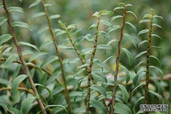 铁皮石斛种植技术
