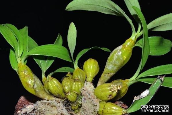 铁皮石斛种植技术