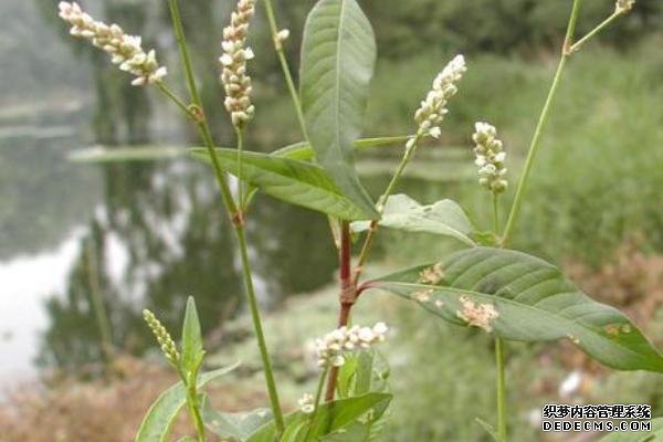 辣蓼种植技术