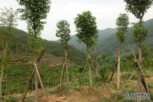 沉香树种植技术