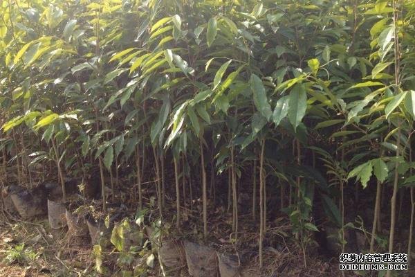 沉香树种植技术