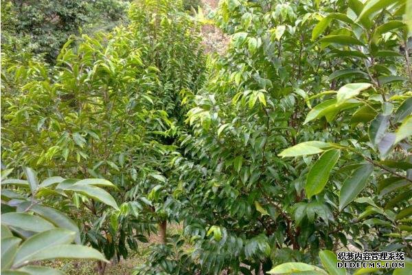 沉香树种植技术
