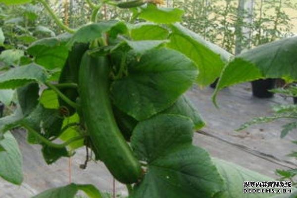 荷兰小黄瓜种植方法